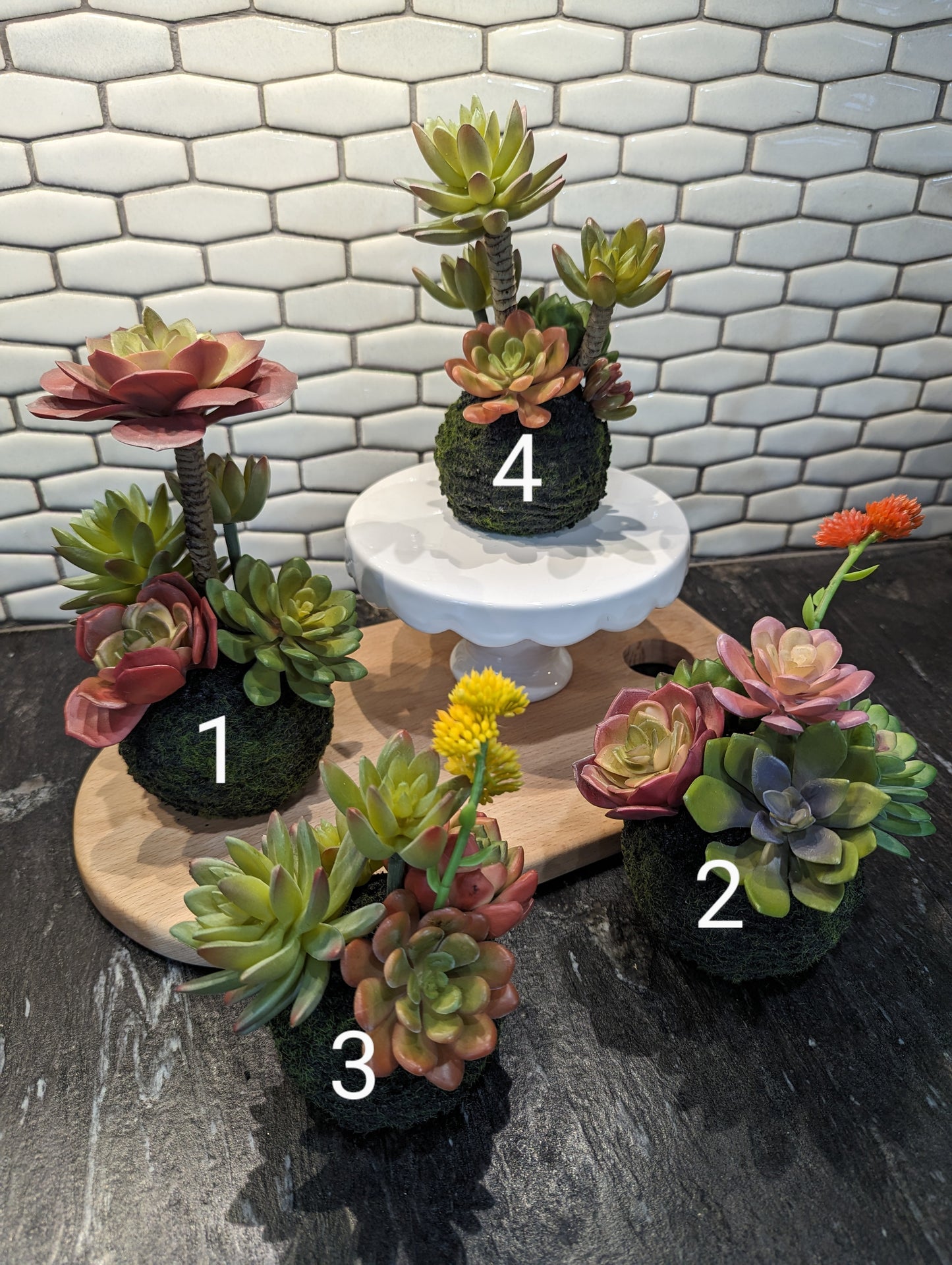 Moss Ball Succulents