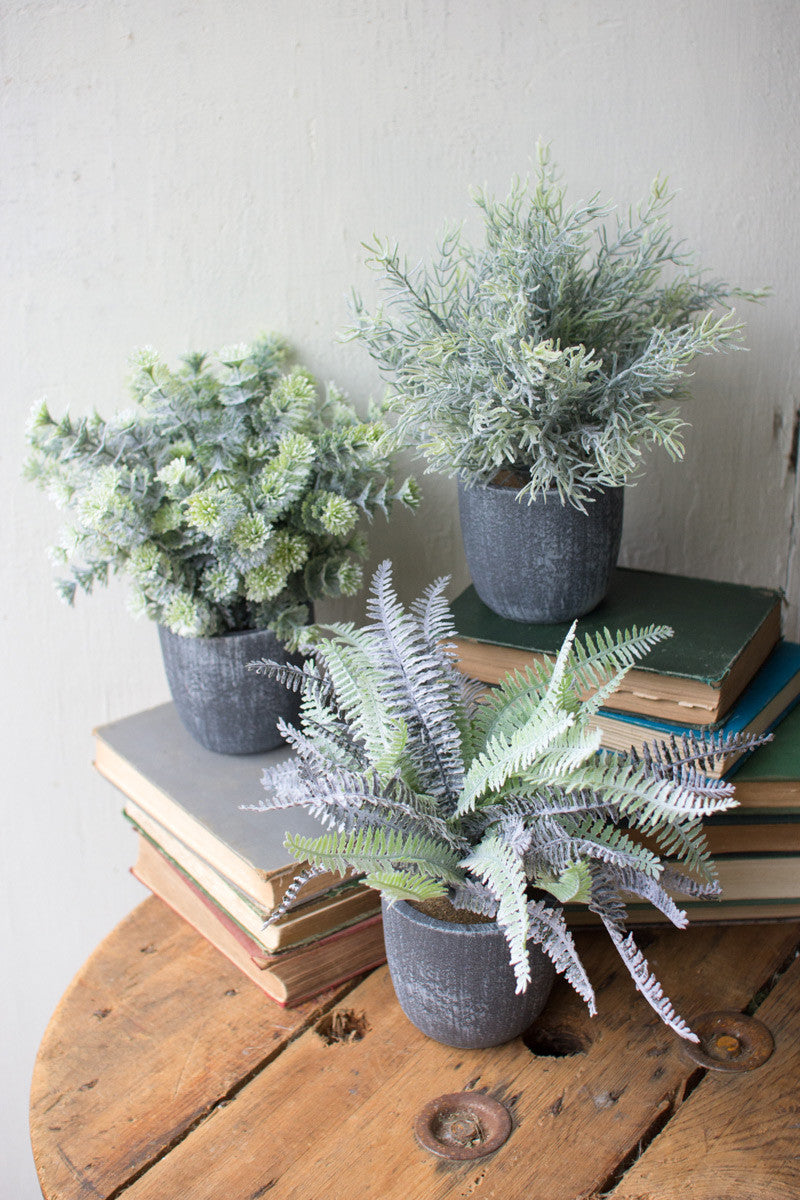 Fern + Round Grey Pot