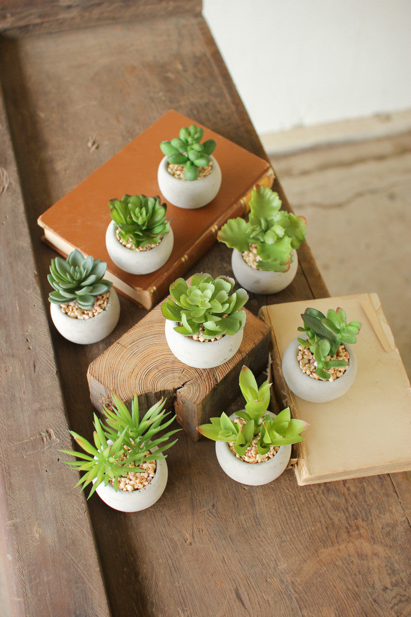 Mini Succulents