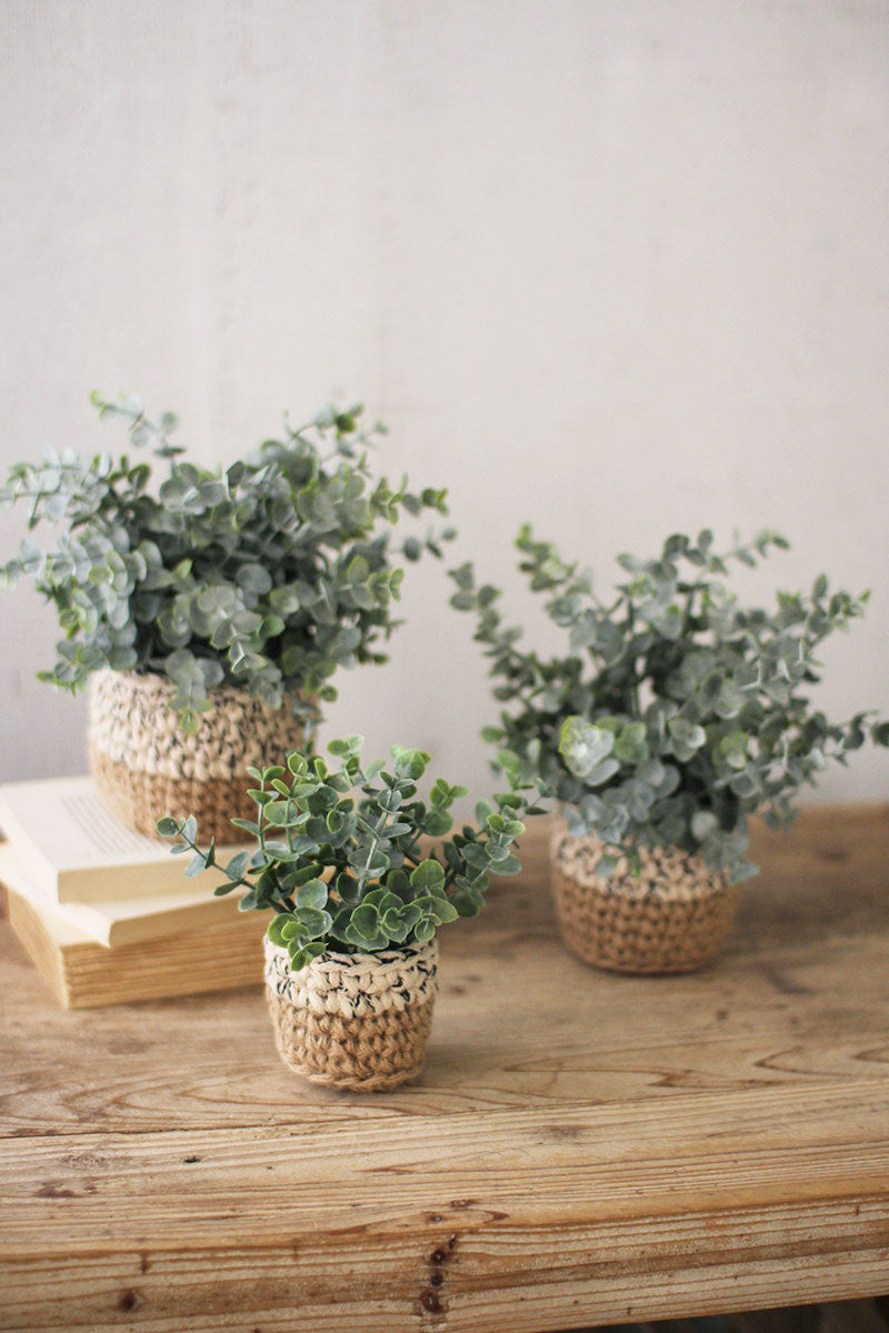 Eucalyptus Plants + Woven Pots