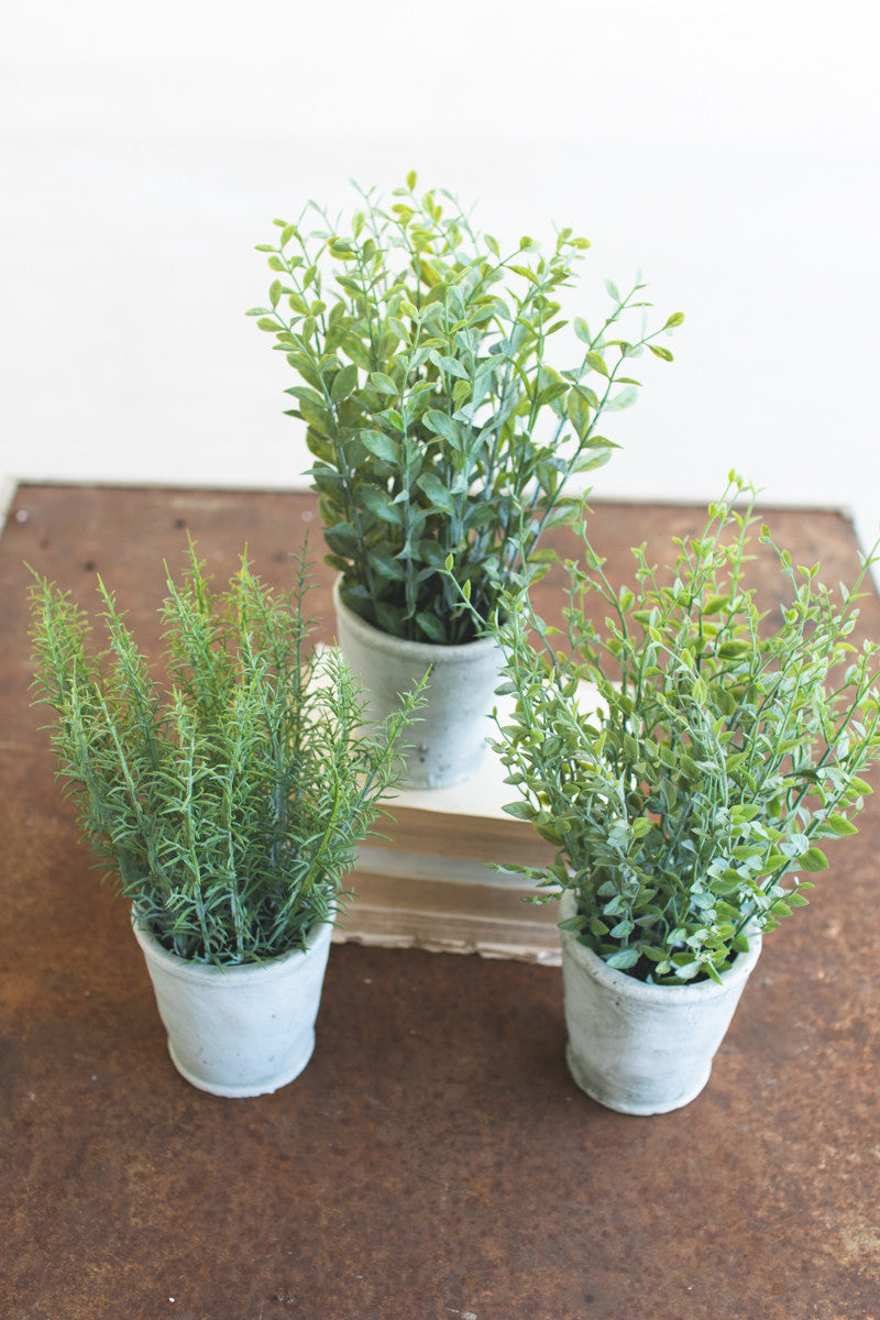 Herbs + Cement Pots