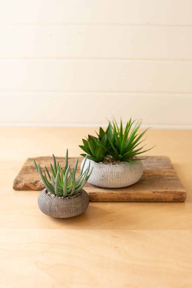 Succulent + Concrete Pot