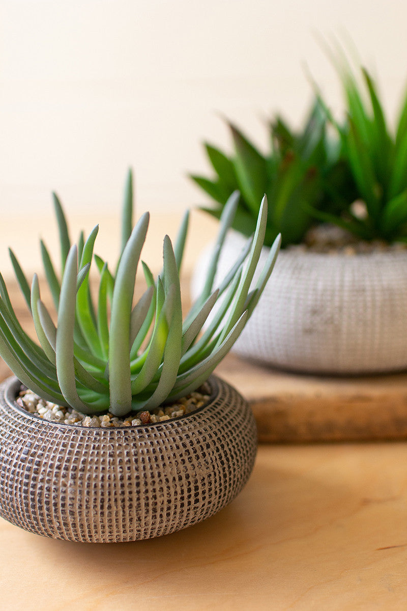 Succulent + Concrete Pot