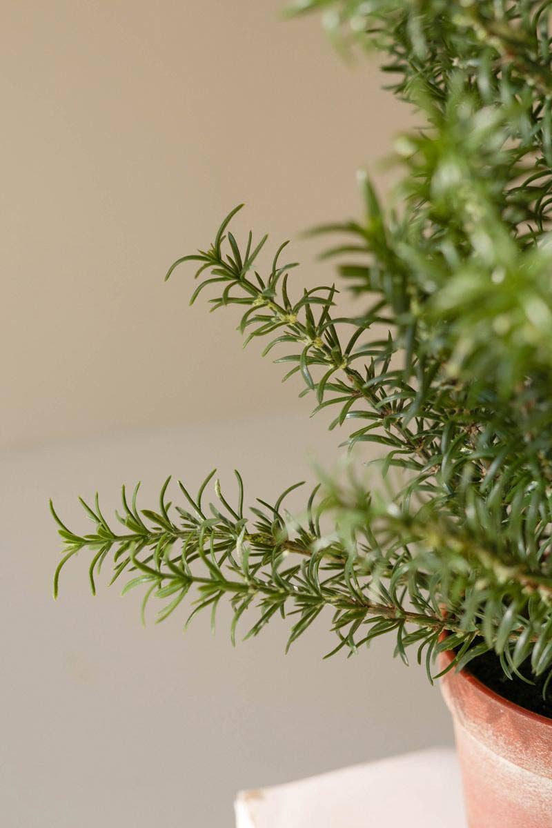 Faux Rosemary Potted Plant